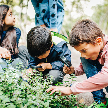 Kinder erforschen mit einer Lupe eine Pflanze