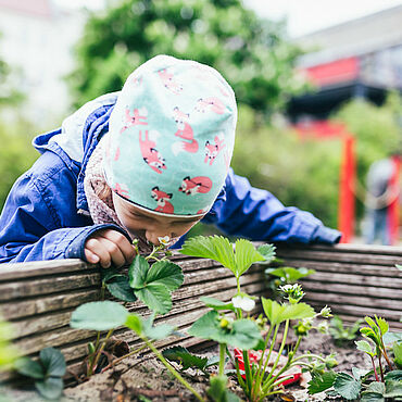 Ein Kind beugt sich über ein Hochbeet und riecht an einer Pflanze