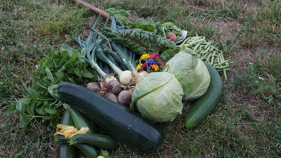 Some vegetables - e.g. zucchini, basil, beet and cabbage -  and flowers